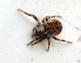 /album/araneidae/araneus-sp-1-jpg1/